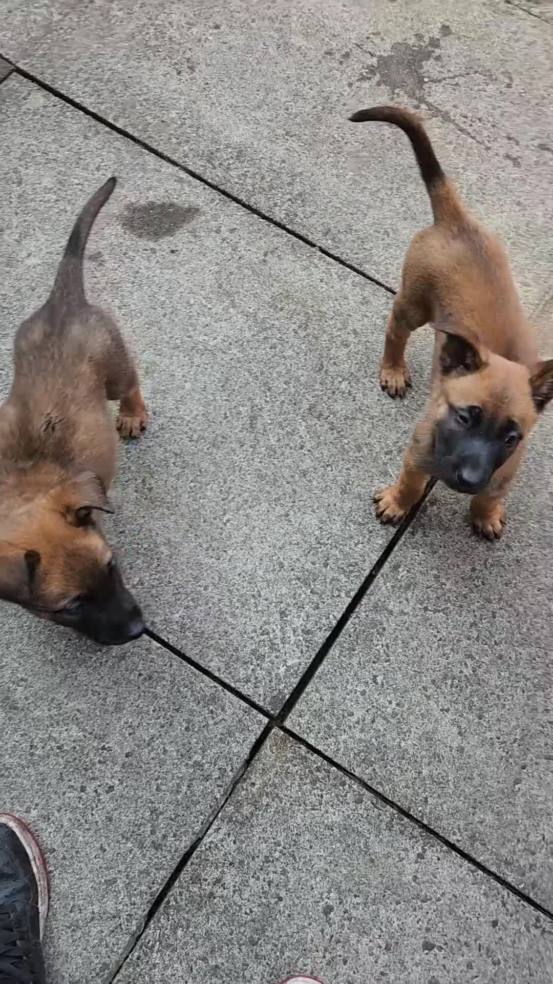 Belgian Shepherd Dog dogs for sale: Malinois x dutch herder  - Video 2