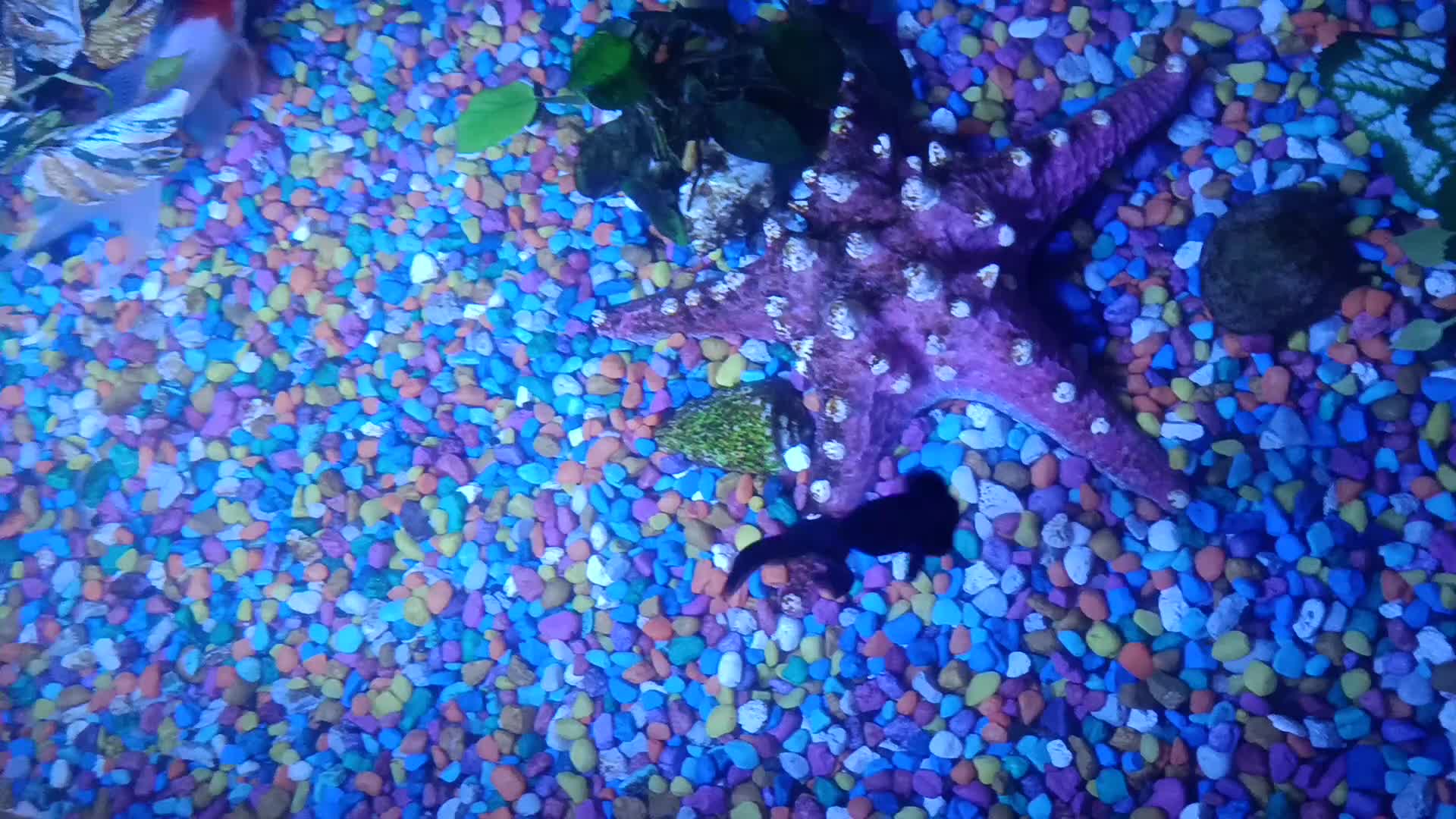 Fancy Goldfish fish for sale: ✨ Beautiful Fancy Goldfish Looking for a New Home  - Video 2