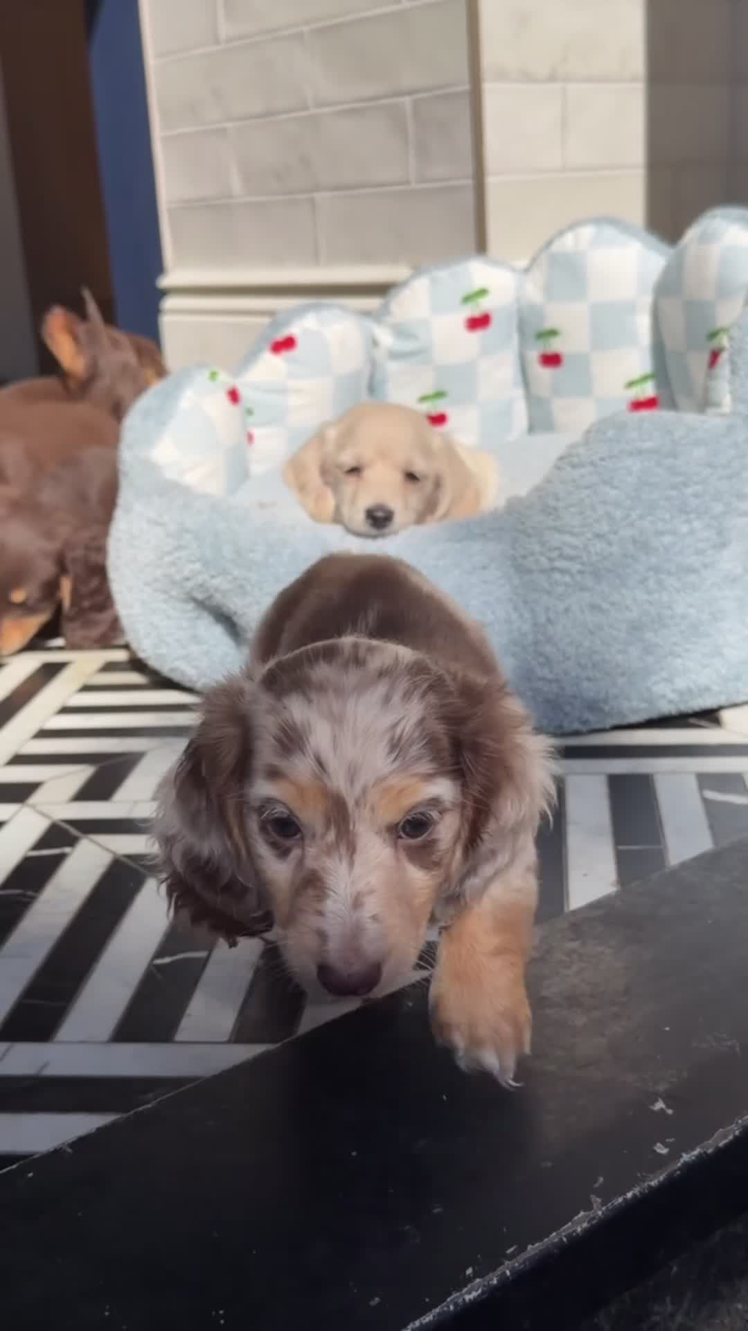 Miniature Dachshund dogs for sale:  Chocolate long hair dapples  - Video 3
