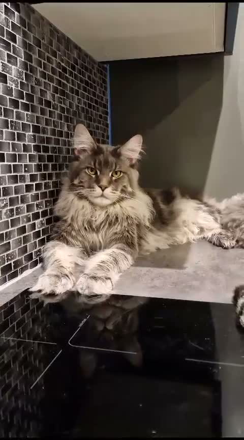 Maine Coon cats for sale: Retired Stud - Video 1