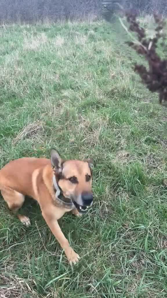 Belgian Shepherd Dog dogs for stud: 🐾 Kairo – Available for Stud 🐾 - Video 1