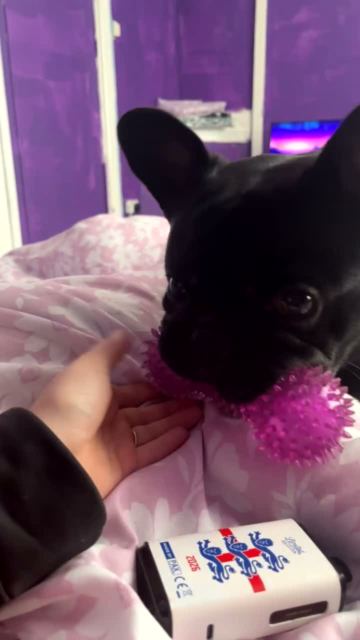 French Bulldog dogs for sale: 16th month old frenchie  in Leeds - Video 1