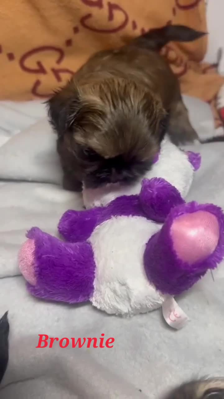 Shih Tzu dogs for sale: Beautiful Imperial Shih Tzus  - Video 5