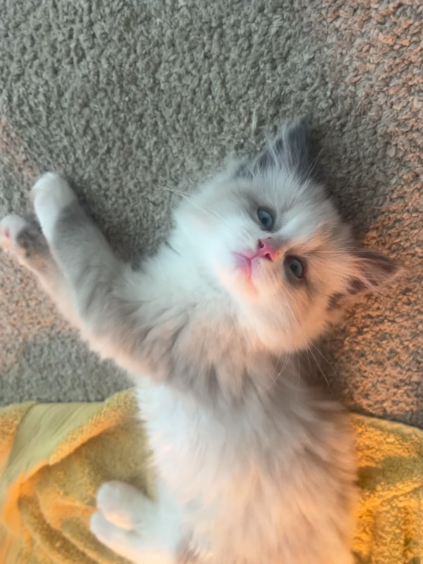 Ragdoll cats for sale: Ragdoll kittens ready to leave  - Video 1