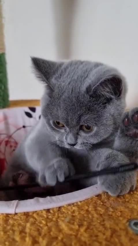 British Shorthair cats for sale:  To Go Now 3 Female Ready GCCF Healthy Pedigree - Video 3