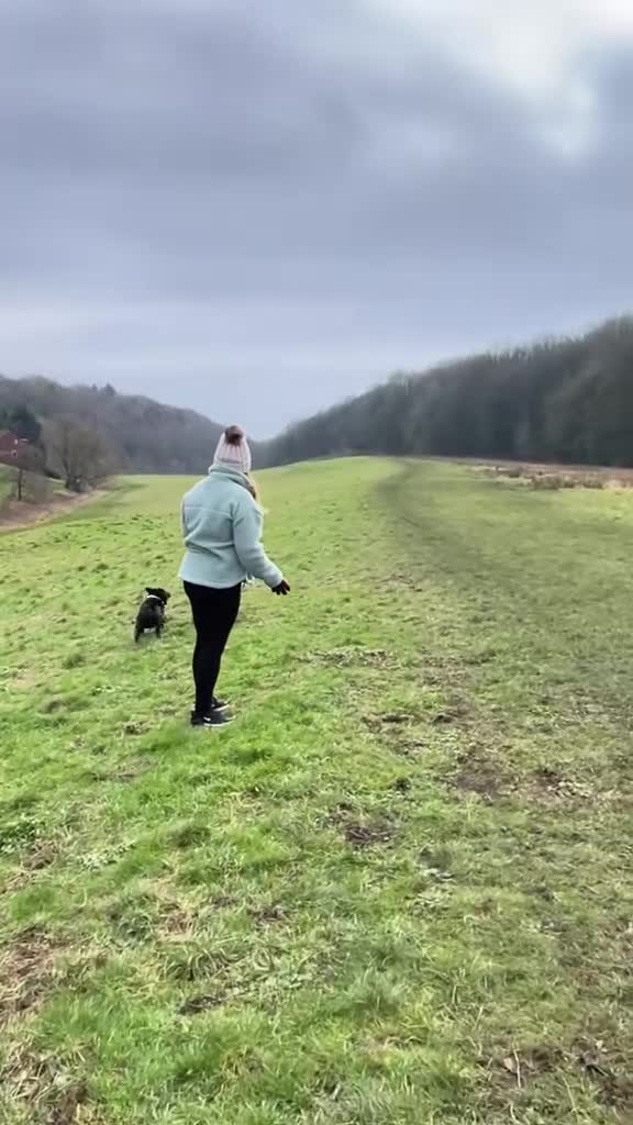 Staffordshire Bull Terrier dogs for stud: Phenomenal fertility- New Stud dog 2025 - Video 4