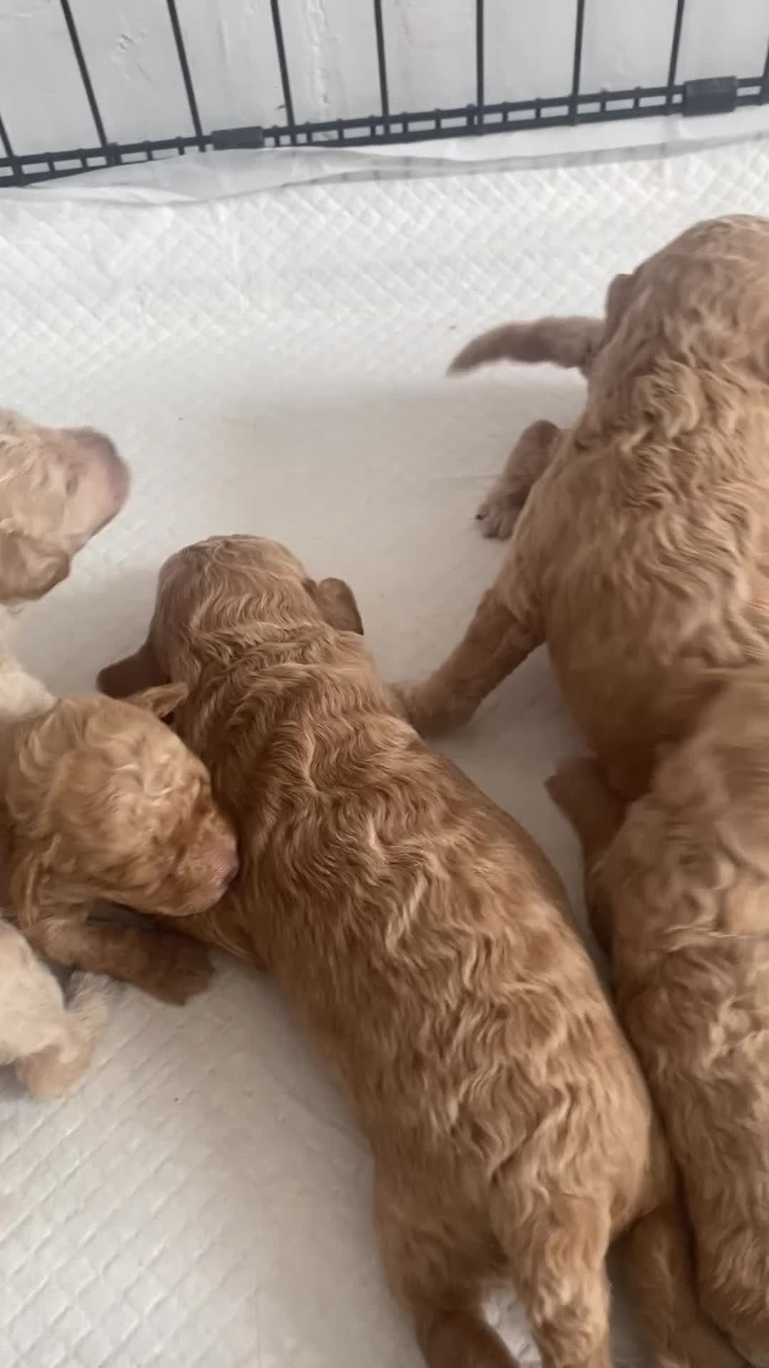 Maltipoo dogs for sale: Stunning Mini Maltipoos 🐾  - Video 1