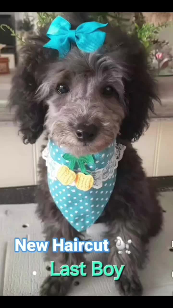 Toy Poodle dogs for stud: 2 STUDS AVAILABLE*FULL PEDIGREE SILVER/KC PHANTOM - Video 1