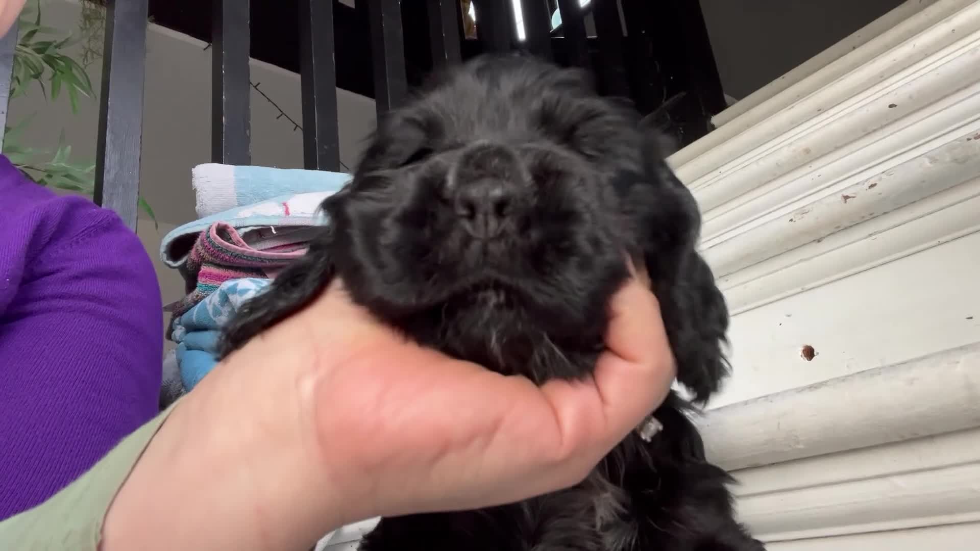 Cocker Spaniel dogs for sale: Super healthy KC Show Type from small litter - Video 2