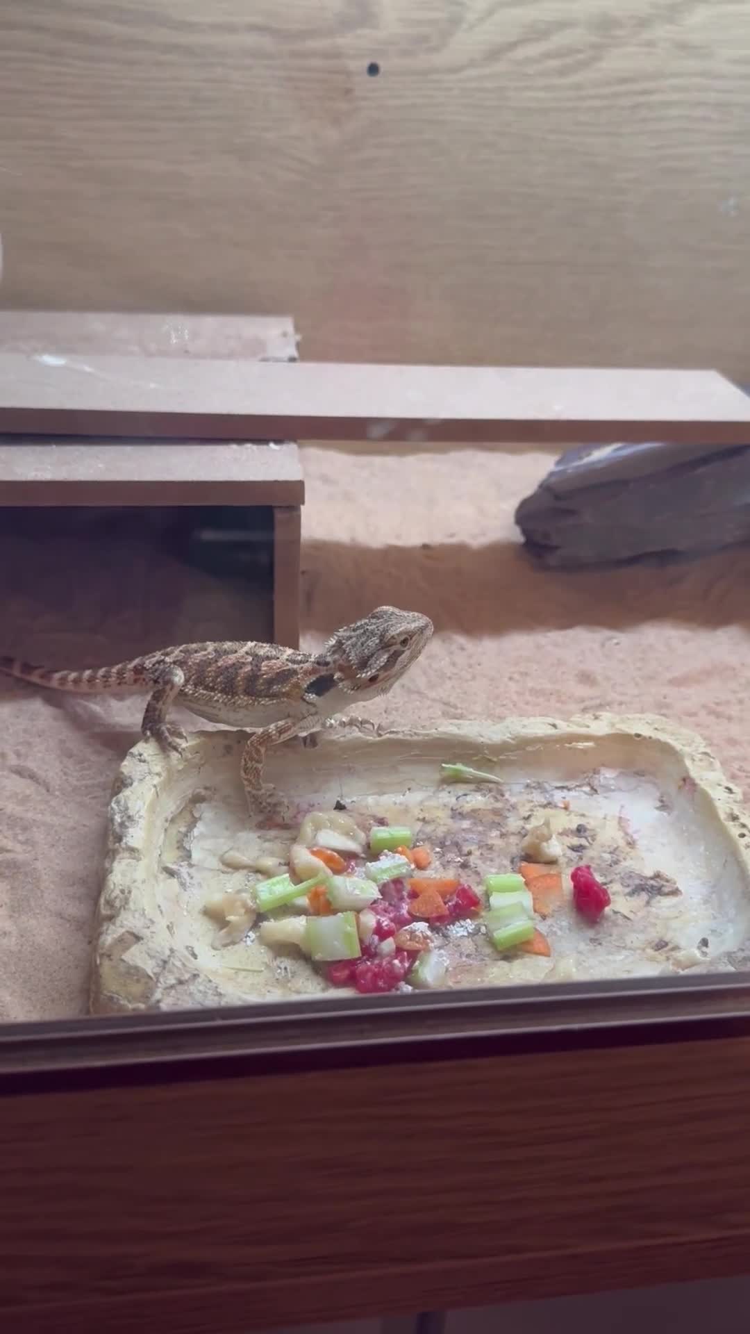Bearded Dragon reptiles for sale: 18 week old bearded dragon  - Video 2