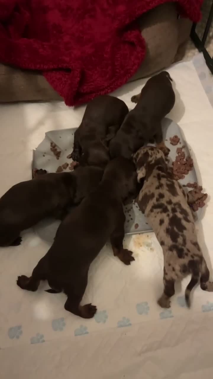 Mixed Breed dogs for sale: English springer spaniel cross dachshund  - Video 2