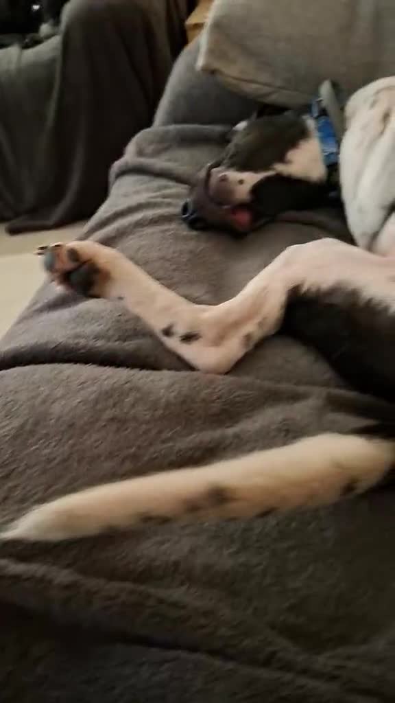 Mixed Breed dogs for adoption:  Stratos ❤️  - Video 4