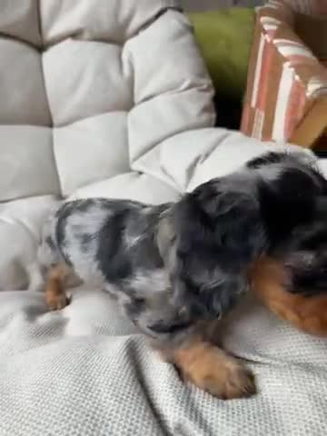 Miniature Dachshund dogs for sale: KC registered Miniature Dachshund Puppies - Video 3