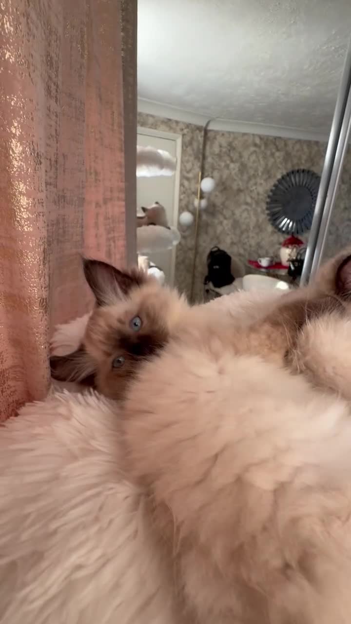 Ragdoll cats for sale: pure ragdoll - Video 5