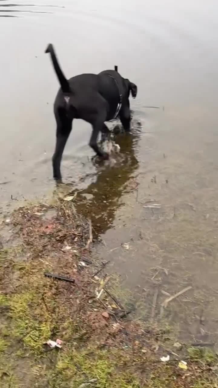 Cane Corso dogs for sale: 7 month old female cane corso  in Brierley Hill - Video 1