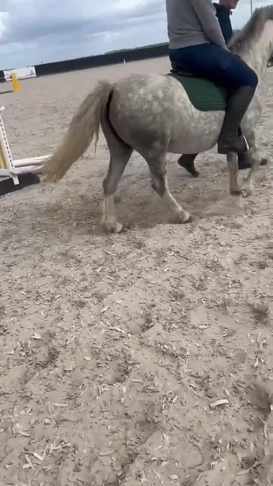 Welsh Section A horses for sale: 🩷ROCKYVIEW ROSEANNA🩷 - Video 2