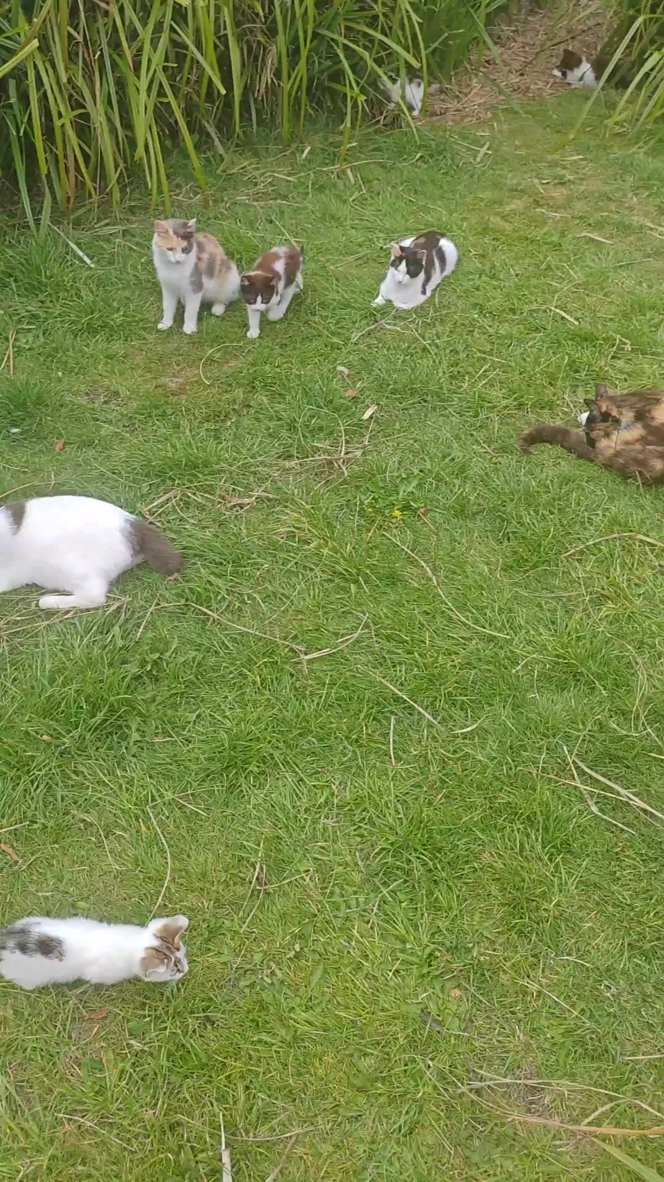 Mixed Breed cats for sale: Lovely beautiful kittens, robust, healthy - Video 1