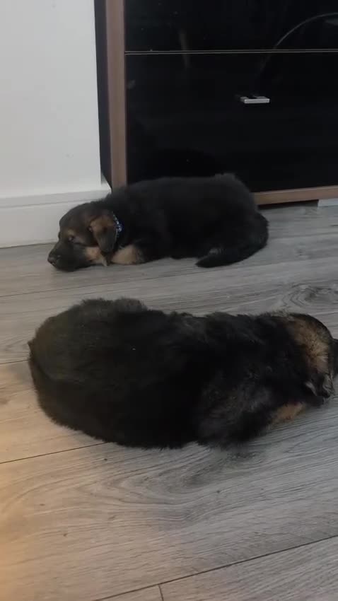 German Shepherd dogs for sale: German Shepherd Pups in Newcastle - Video 1