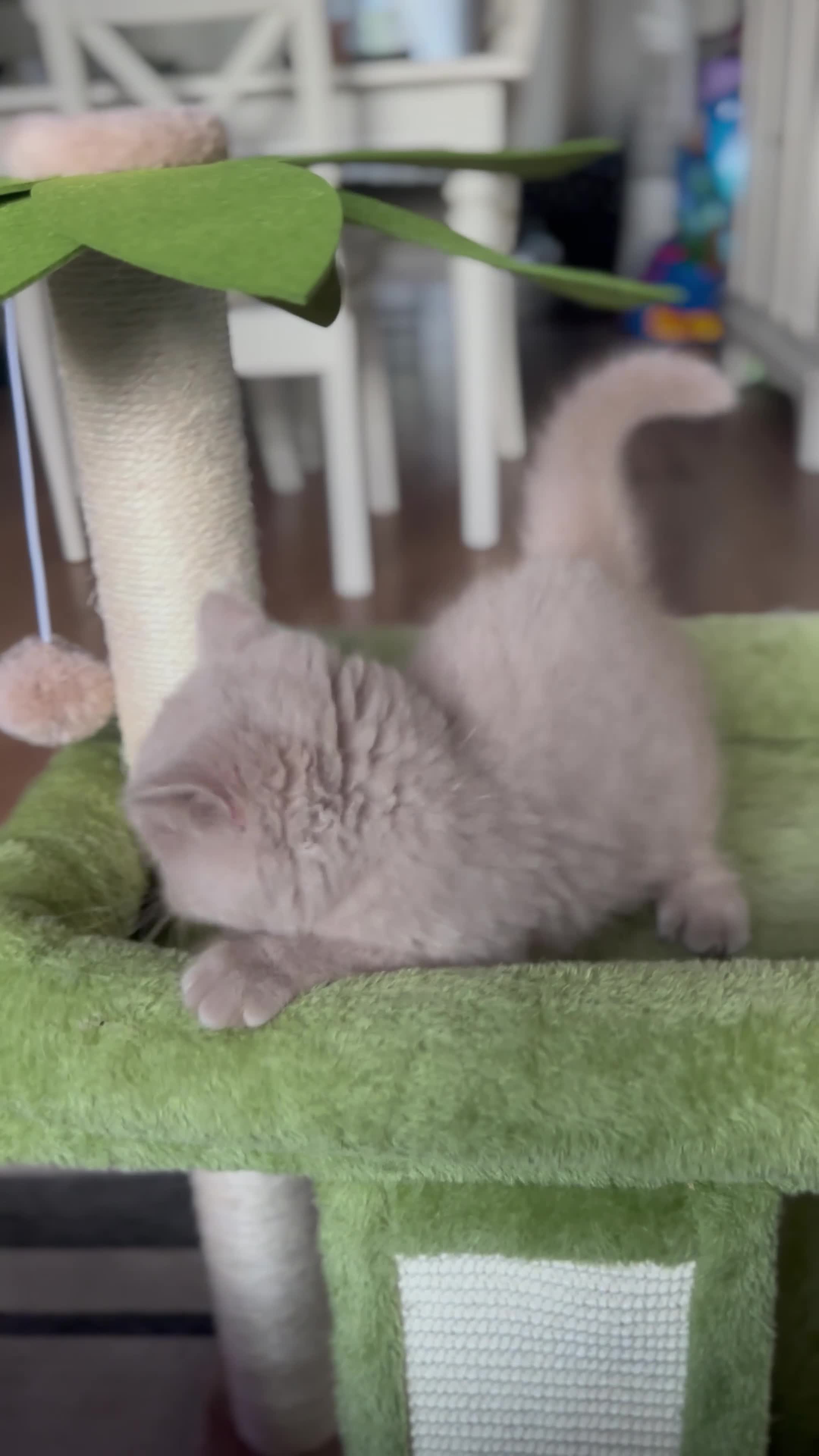 British Shorthair cats for sale: 3 British shorthair boys left  - Video 2