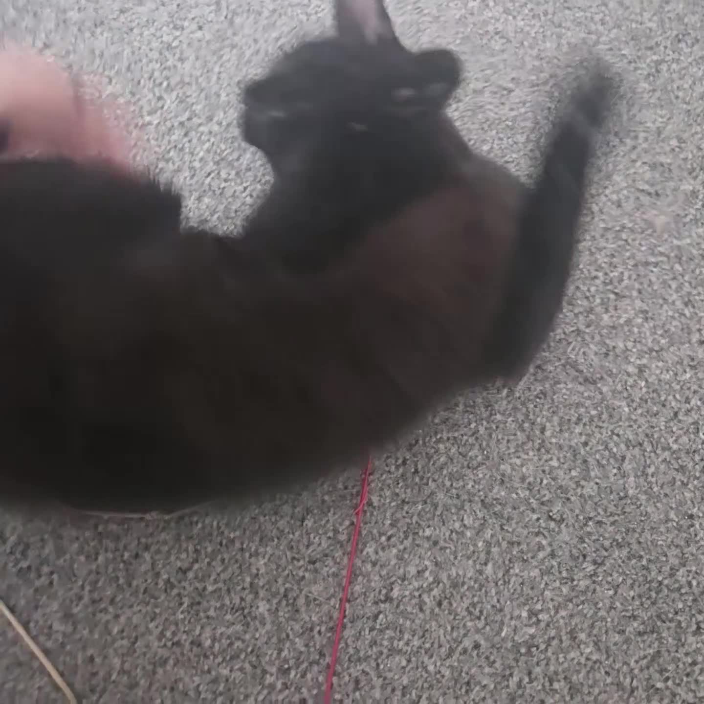 Mixed Breed cats for sale: Binx 🐈‍⬛️ all black male - Video 1