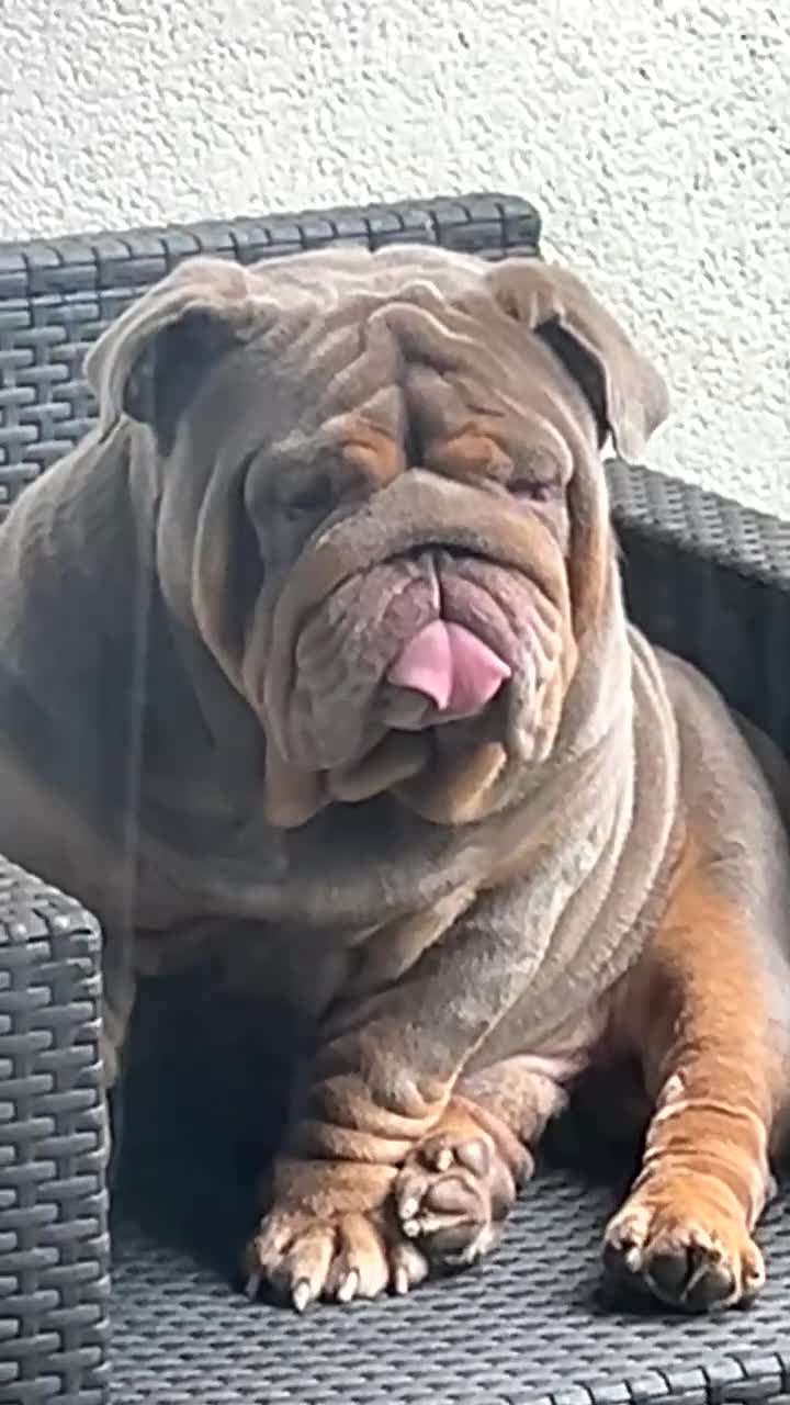English Bulldog dogs for stud: Gallardo the proven stud full suit lilac and tan - Video 1