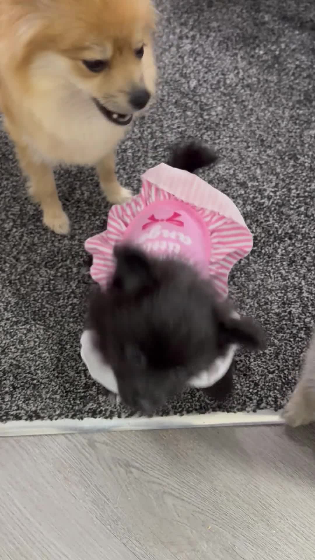 Pomeranian dogs for sale: 5 Stunning Pomeranian Puppies – 2 Boys & 3 Girls – - Video 1