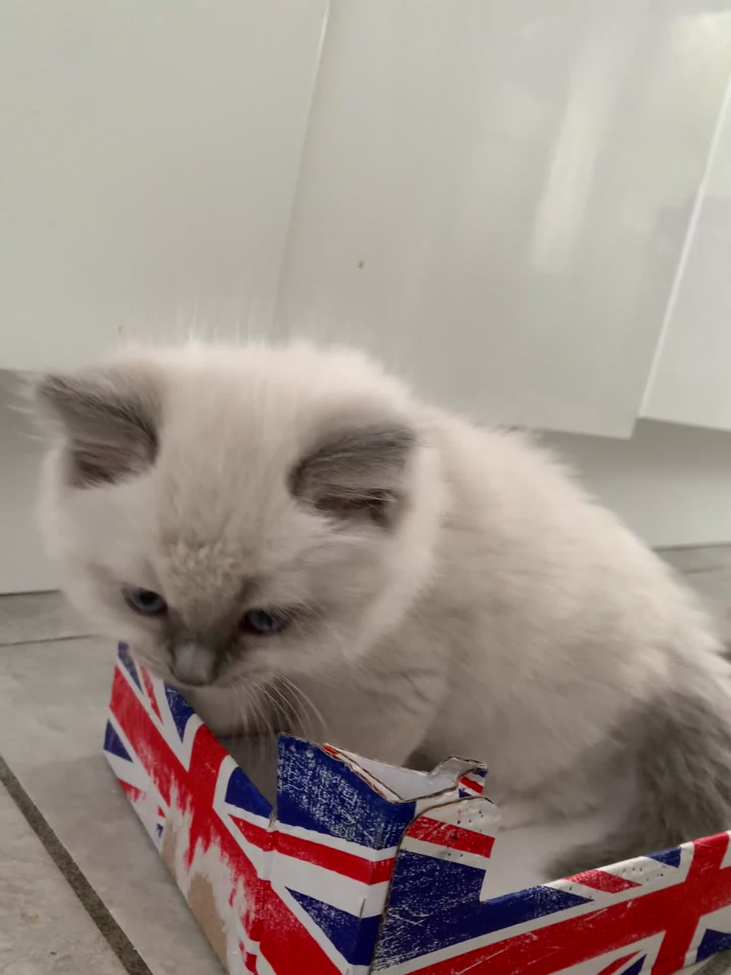 Ragdoll cats for sale: Male/Female Kitten Looking for a Loving  Home in Newport Pagnell - Video 3