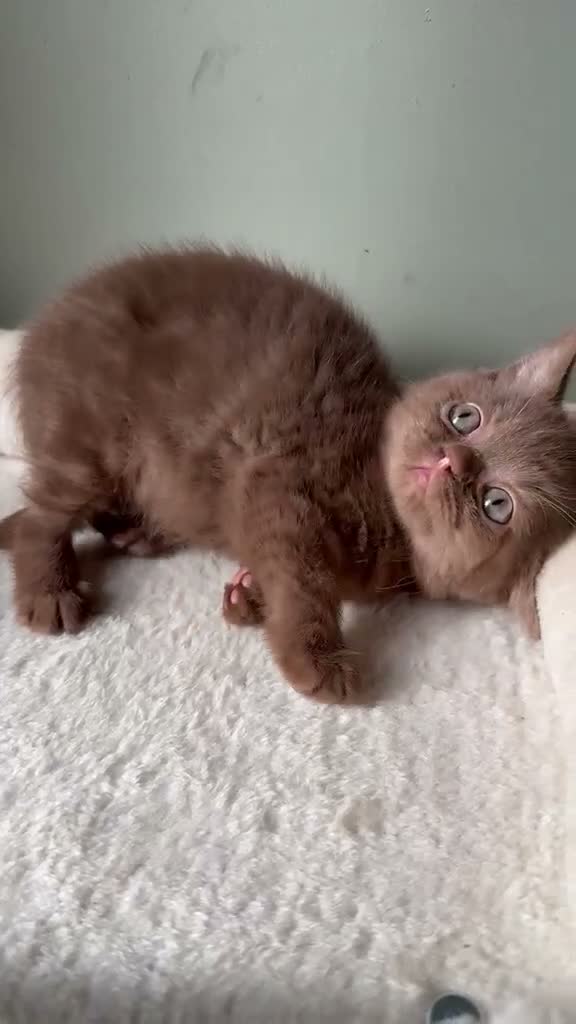 British Shorthair cats for sale: Our Beautiful British Shorthair Kittens - Video 3