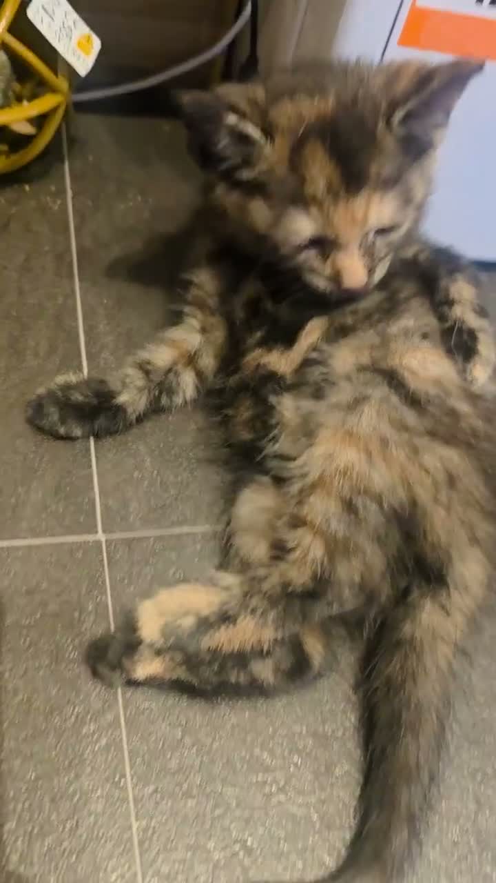 Mixed Breed cats for sale: 3 beautiful babies looking for forever homes - Video 2