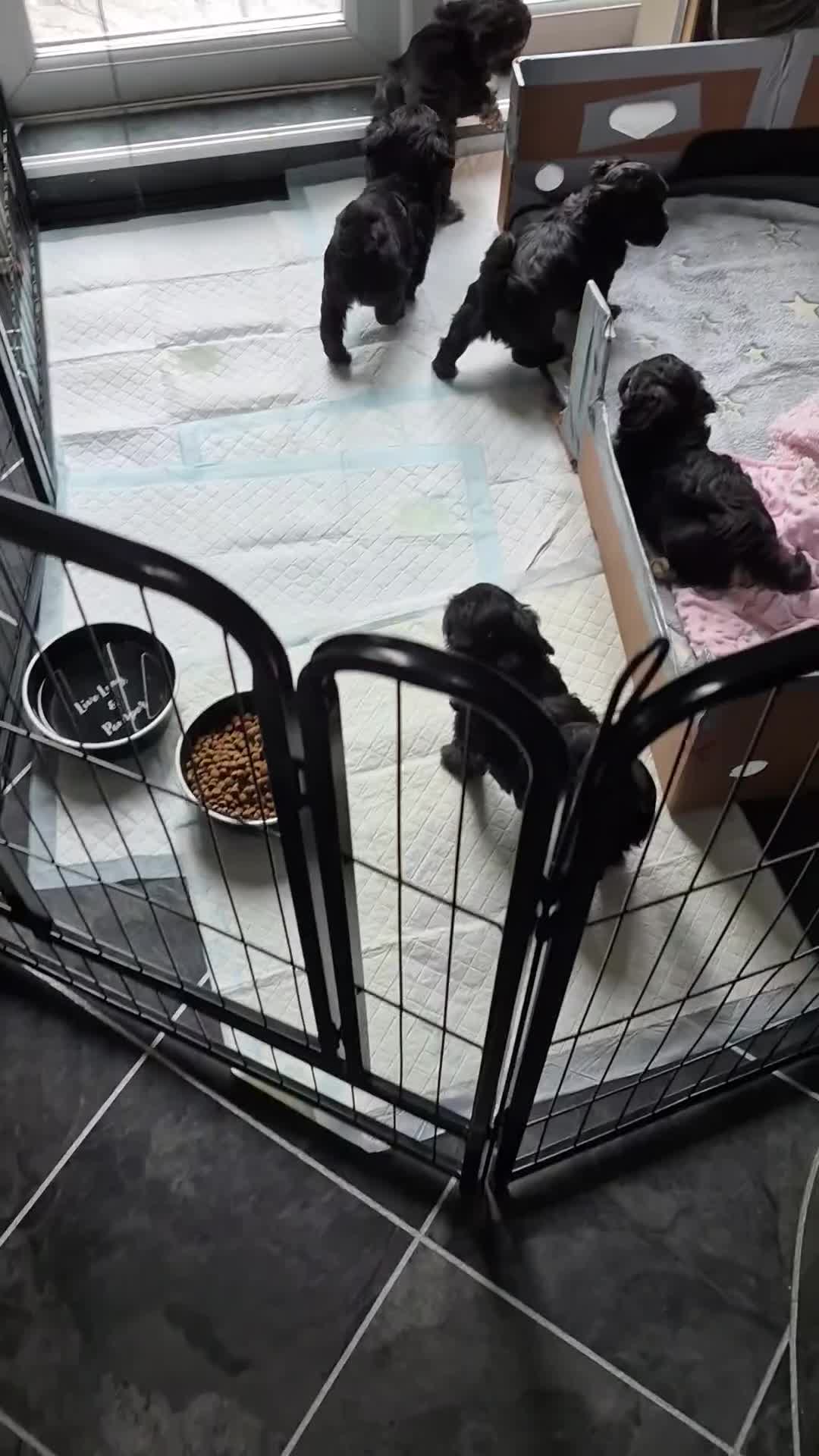 Maltipoo dogs for sale: F1 generation Maltipoo's - Video 1