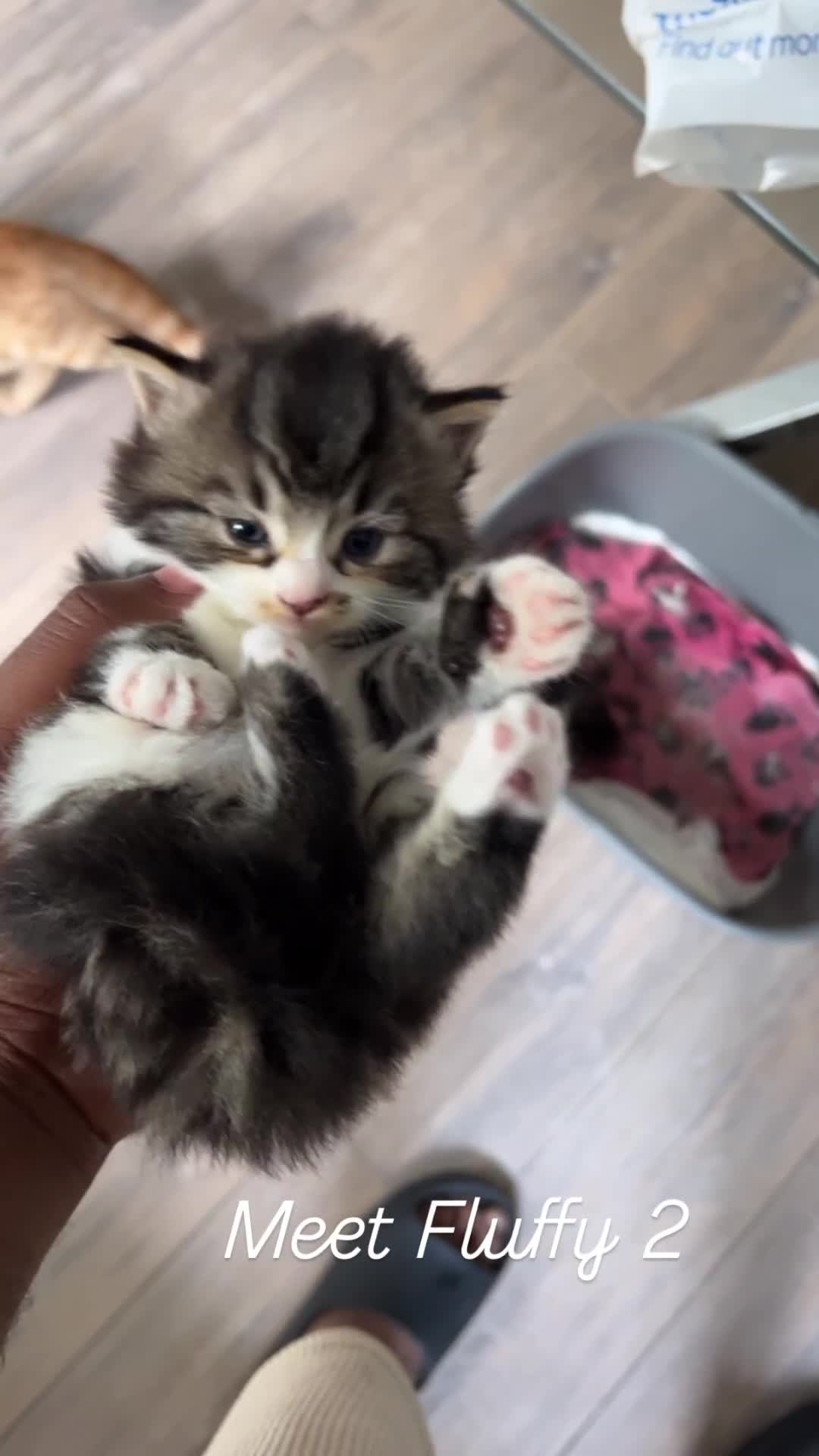Mixed Breed cats for sale: Beautiful Kittens Available - Video 2