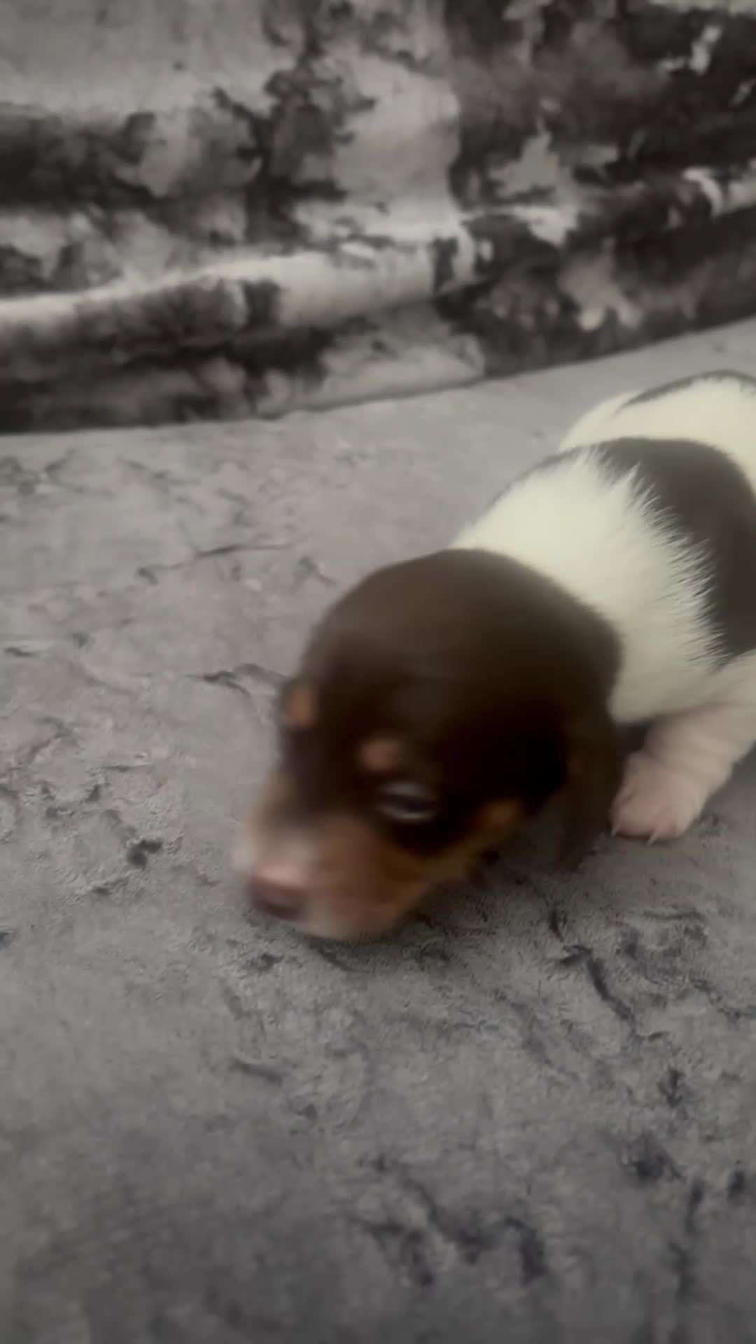 Miniature Dachshund dogs for sale: Miniature Dachshund puppies - Video 2