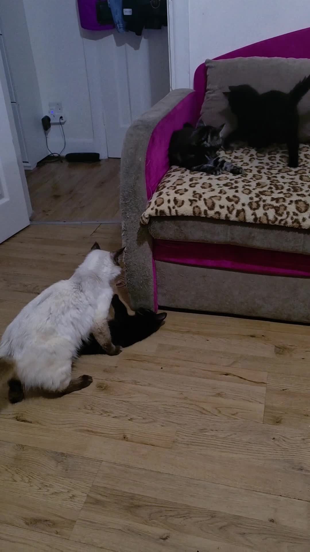 Mixed Breed cats for sale: !! READY NOW!!  Adorable Ragdoll Kittens Mix  - Video 2