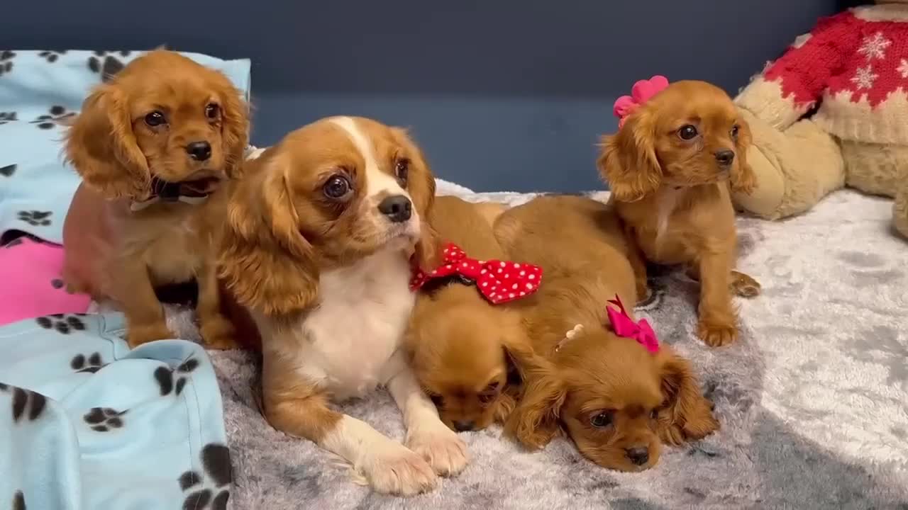 Cavalier King Charles Spaniel dogs for sale: Cavalier king Charles  Ruby's puppy's   - Video 4
