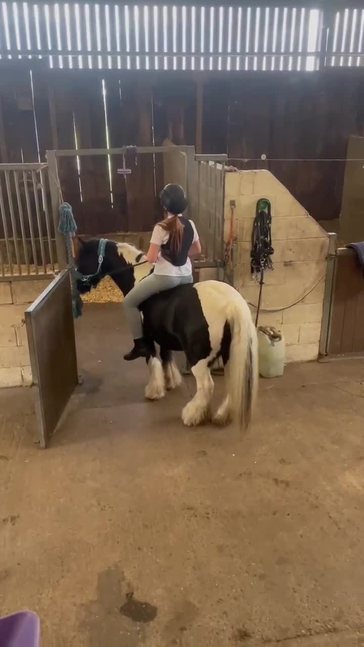 Irish Cob horses for sale: Light work/ companion pony very kind and gentle  - Video 4