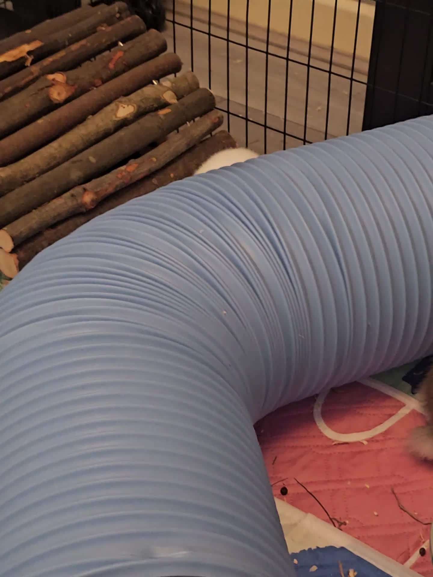Mixed Breed rabbits for sale: 8 babies bunnies - Video 3