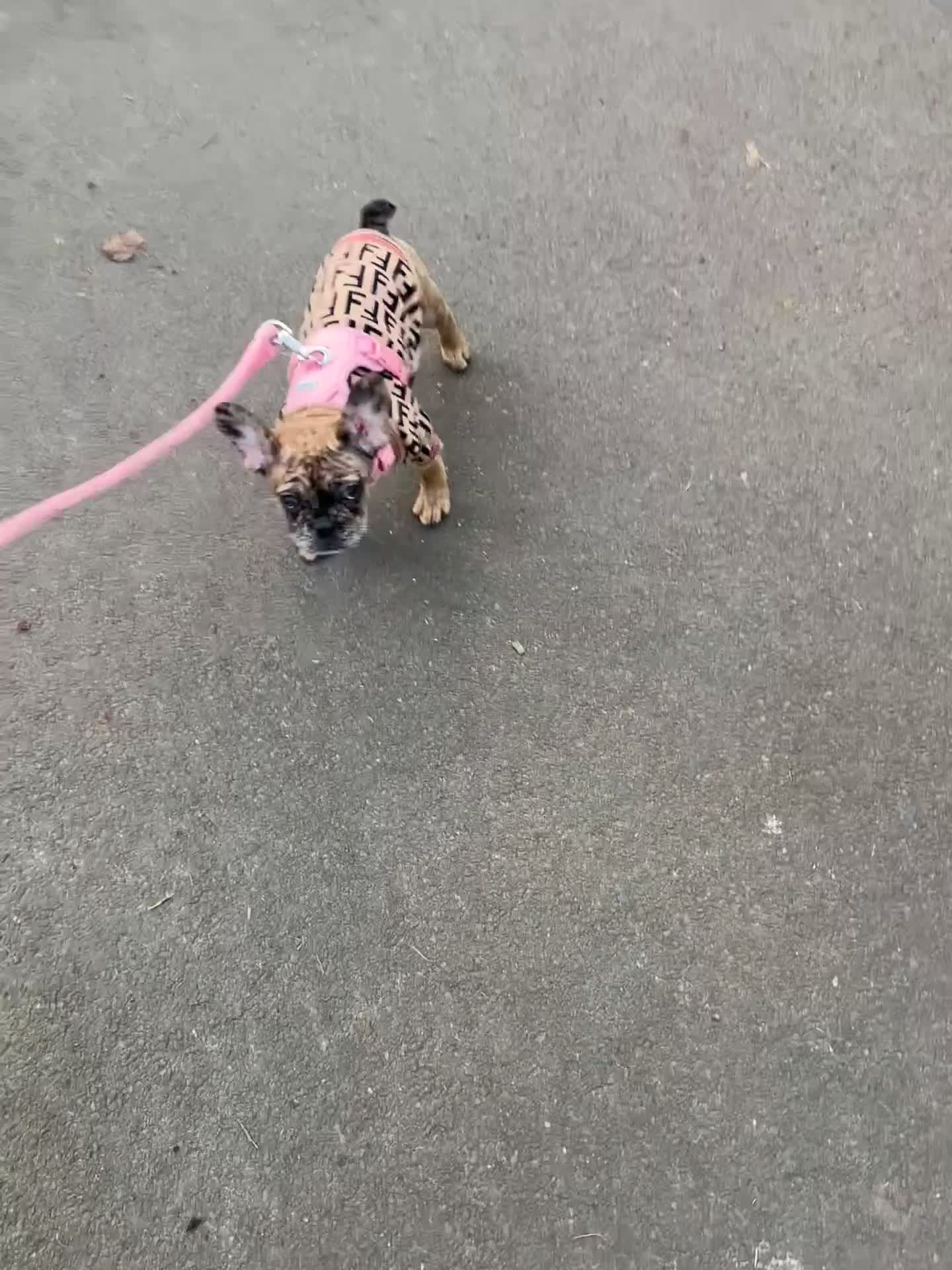 French Bulldog dogs for sale: 3 month old French bull dog  in Liverpool - Video 1