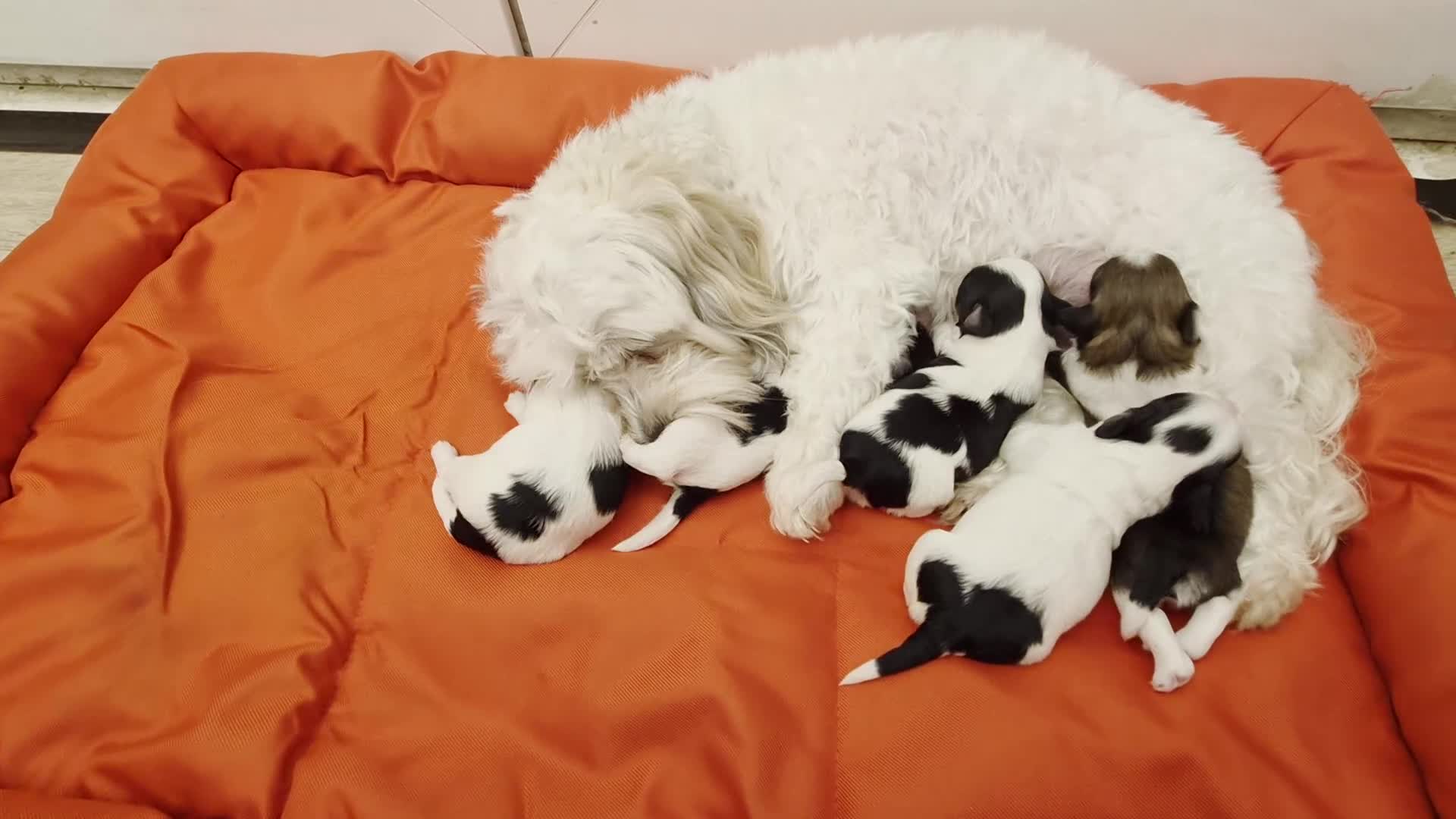 Havanese dogs for sale: Gorgeous KC Havanese Puppies - Video 1