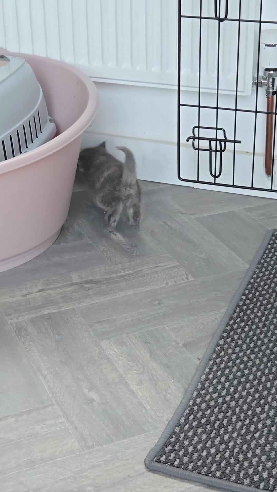 British Shorthair cats for sale: Beautiful Blue-Tortie female - Video 1