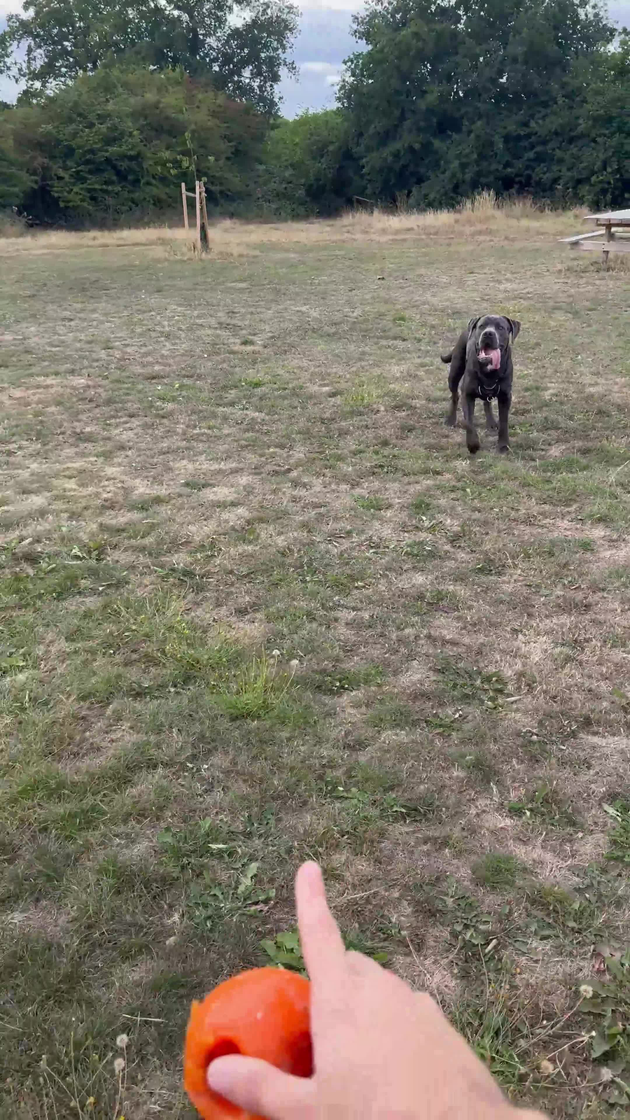 Cane Corso dogs for stud: Cane Corso Stud Tre Cani 🇷🇸 x Kyza Soza 🩸 - Video 2
