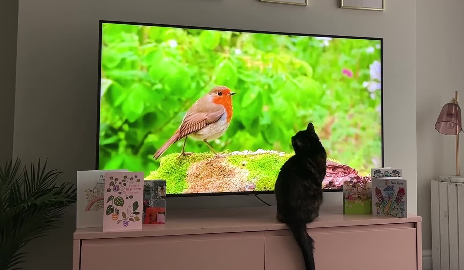 Domestic Shorthair cats for sale: Two beautiful cats looking for a new loving home. - Video 4