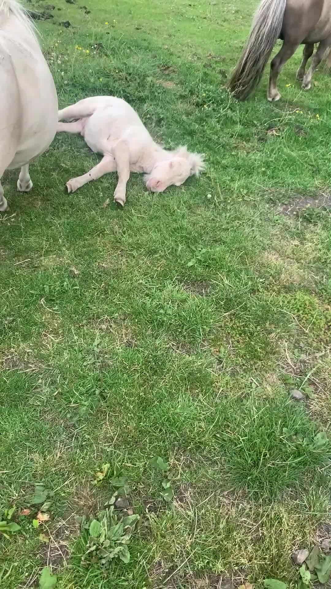 Shetland pony horses for sale: Registered cremello Shetland colt  - Video 1