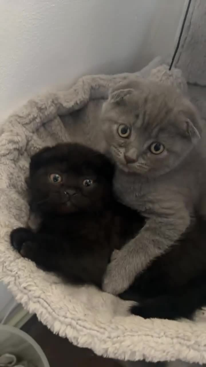 Scottish Fold cats for sale: SCOTTISH FOLDS 🏴󠁧󠁢󠁳󠁣󠁴󠁿  - Video 1