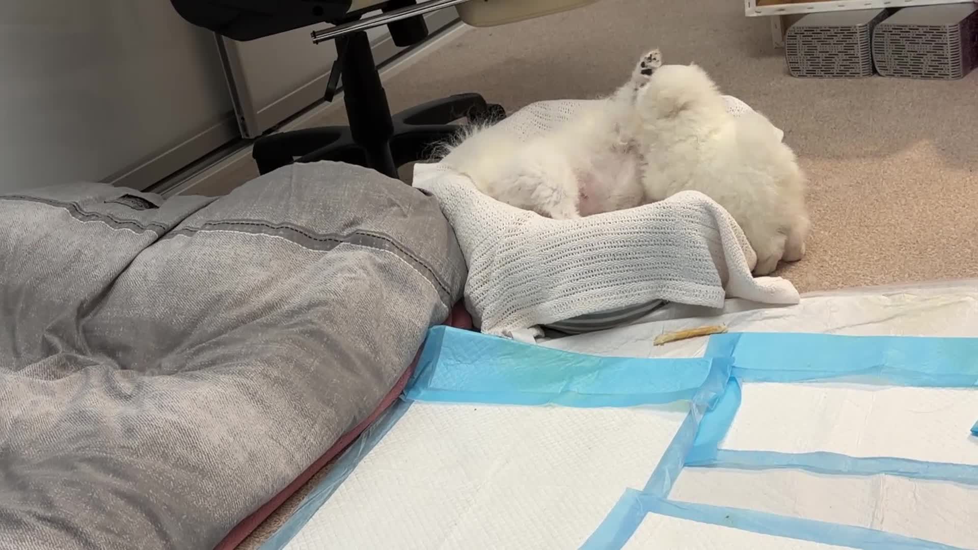 Pomeranian dogs for sale: Stunning KC littler of mini white pom puppy boy - Video 1