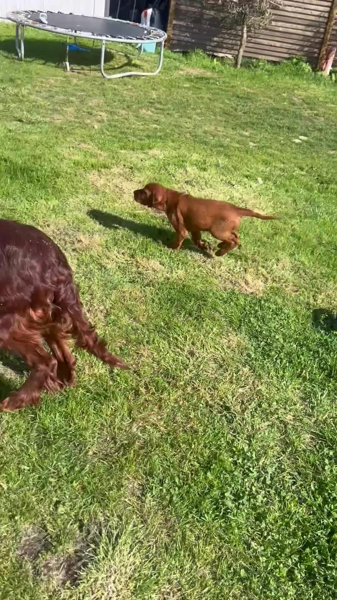 Irish Setter dogs for sale: Stunning little of Irish setters now available  - Video 1