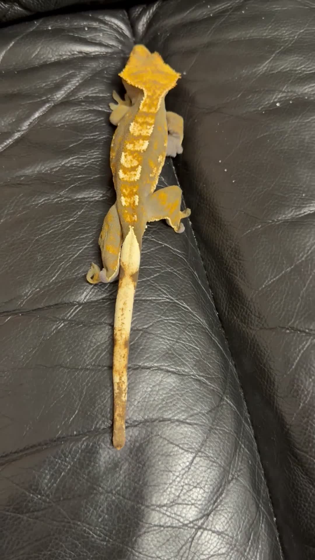 Gecko reptiles for sale: 🦎 Crested Gecko, Full Set-Up Very Tame & Friendly - Video 1