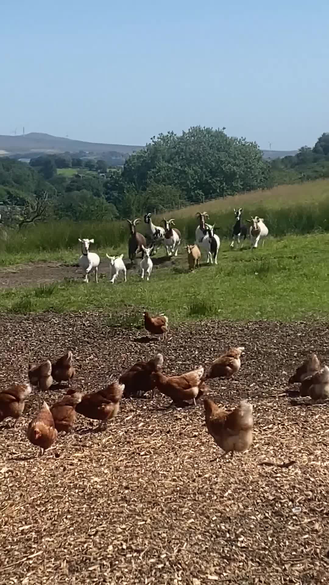 Goats livestock for sale: Goats for sale  in Bolton - Video 1