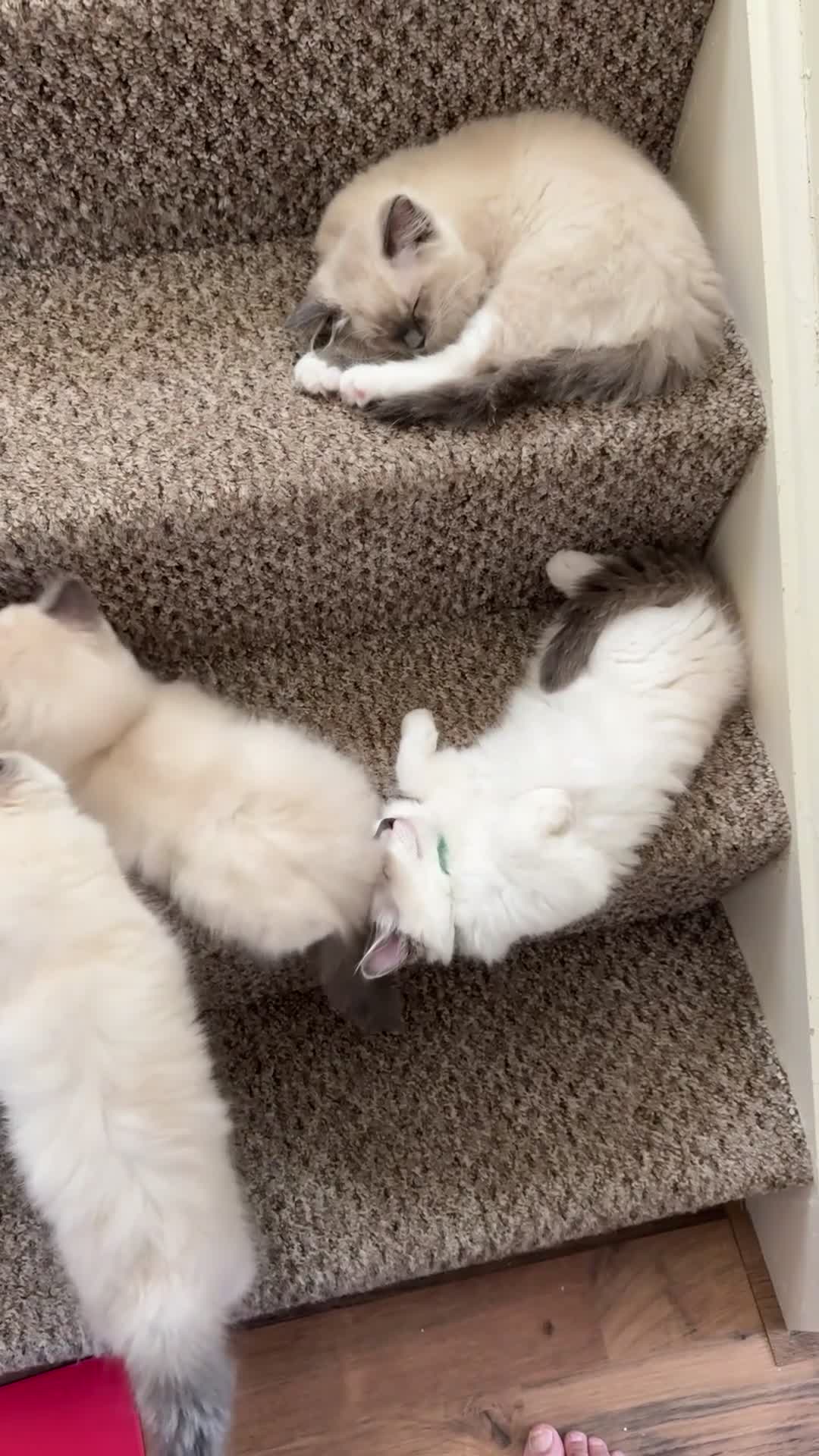 Ragdoll cats for sale: Ragdoll kittens for sale  - Video 1