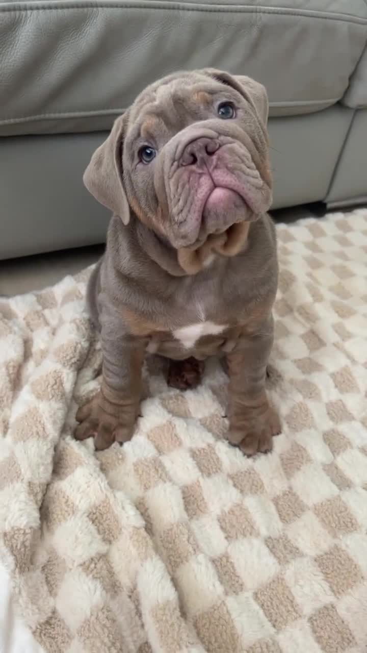 English Bulldog dogs for sale: Pablo - Video 1