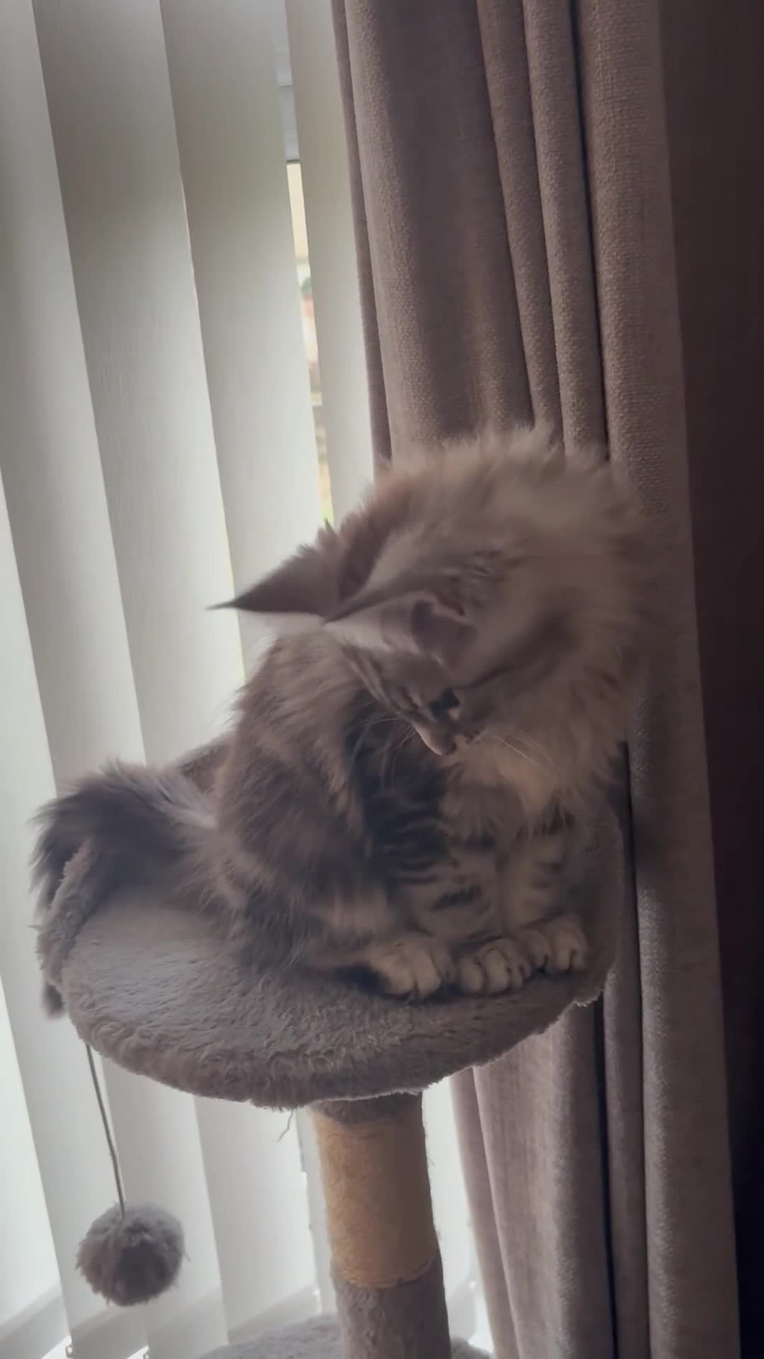 Maine Coon cats for sale: Ready to leave quality Maine coon kittens - Video 2